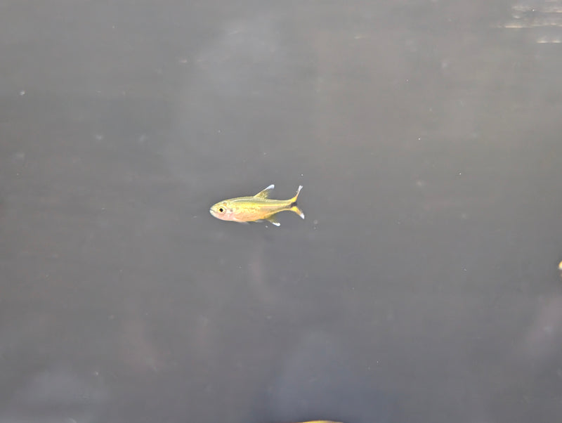 Silver tip tetra