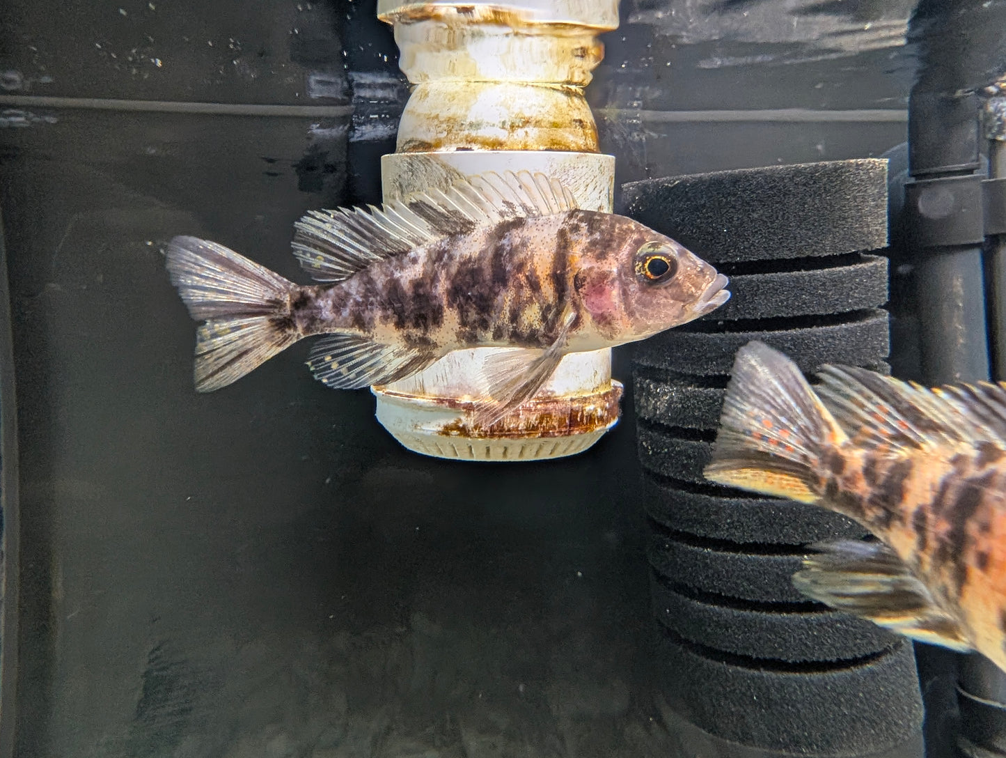 Medium African Peacock