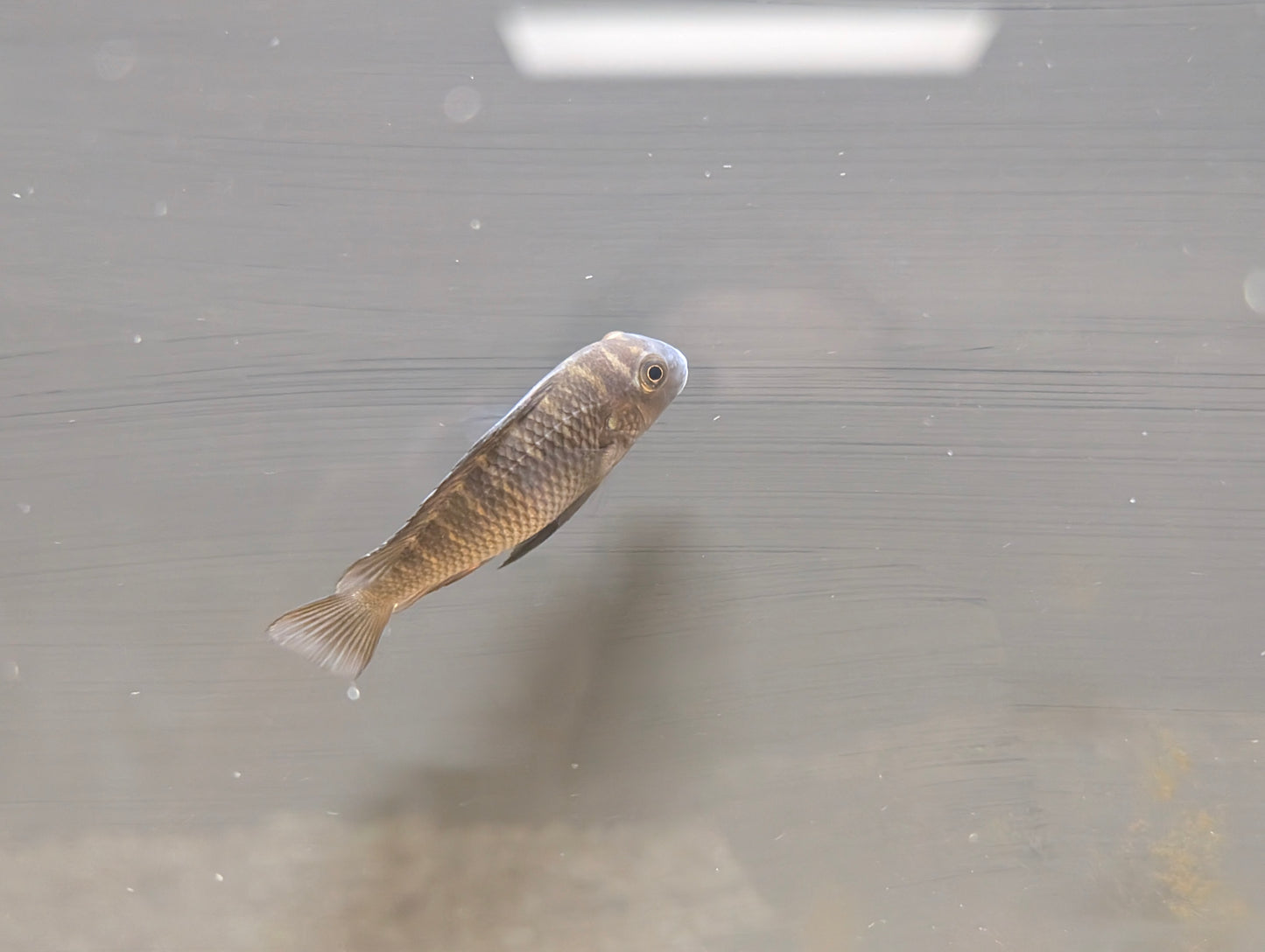 Firecracker Tropheus Cichlid