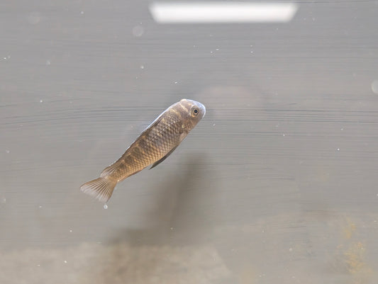 Firecracker Tropheus Cichlid