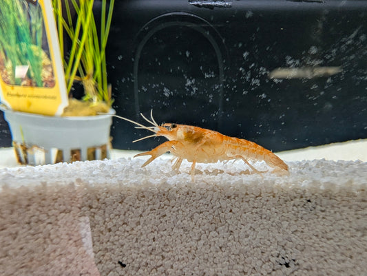 Orange Mini Lobster med