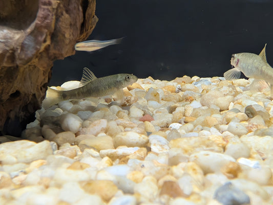 Doctor Fish