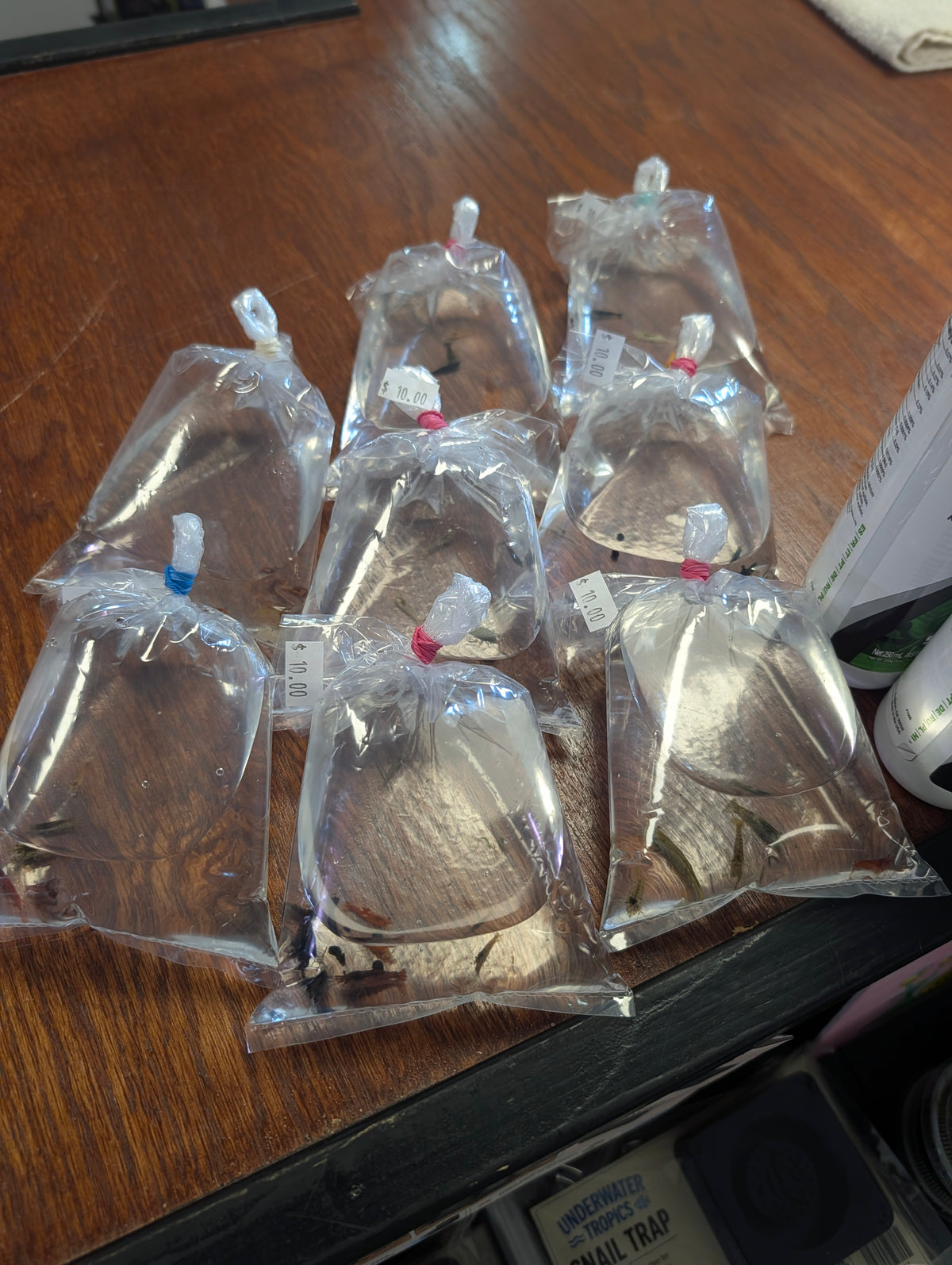 5 Shrimp (Ungraded) - $10