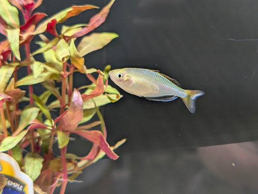 Dwarf neon rainbow