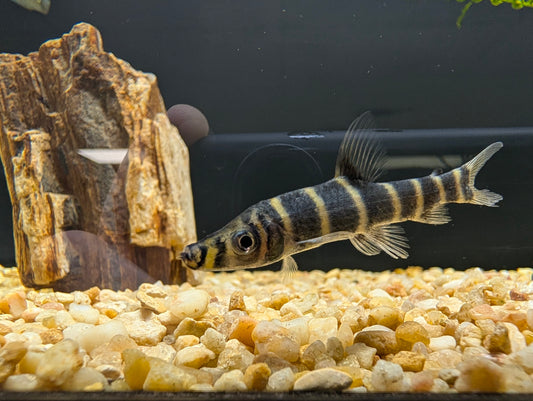Red Banded Leporinus