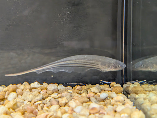 Glass Knife Fish