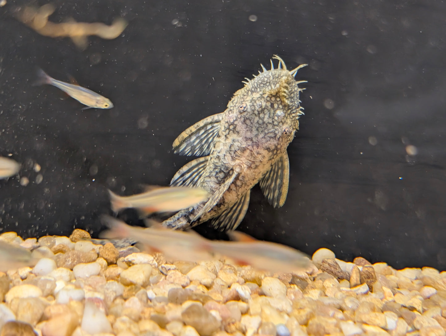 Bushynose Pleco