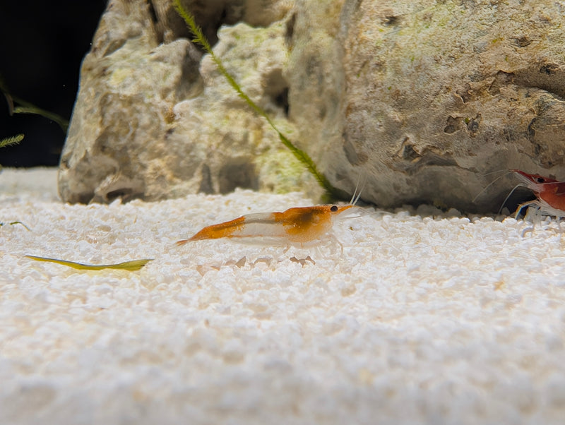 Rili shrimp