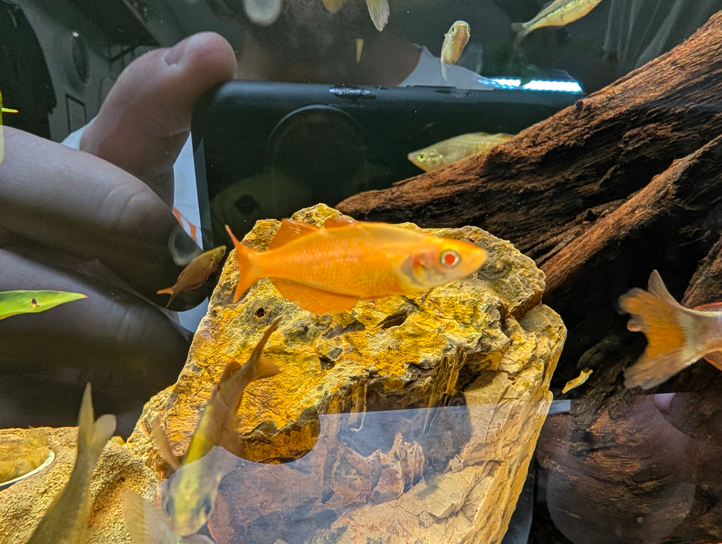 Albino orange rainbow