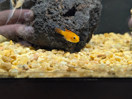 Apisto Fire Red Agassizzi