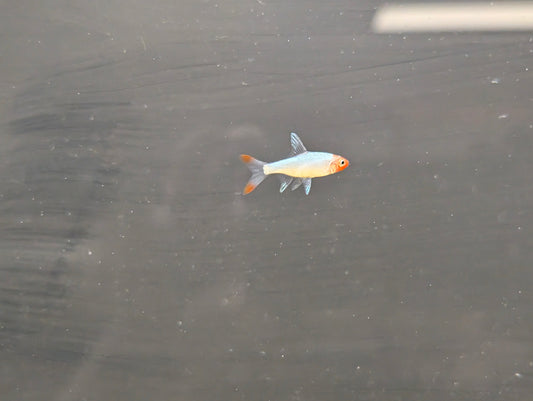 Rummy Nose Rasbora