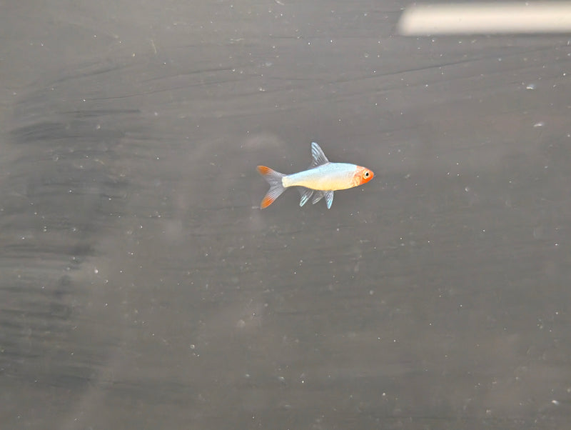 Rummy Nose Rasbora