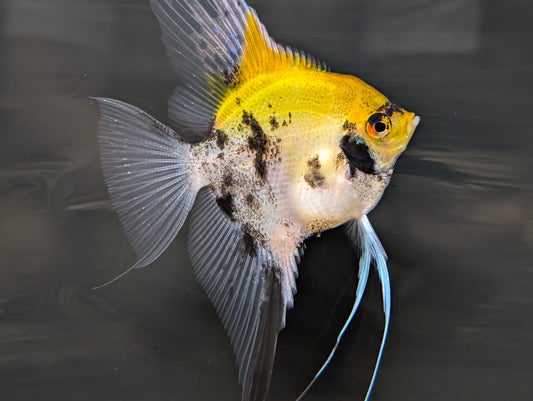 Angelfish Med