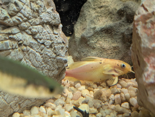 Synodotis Gold Face Catfish
