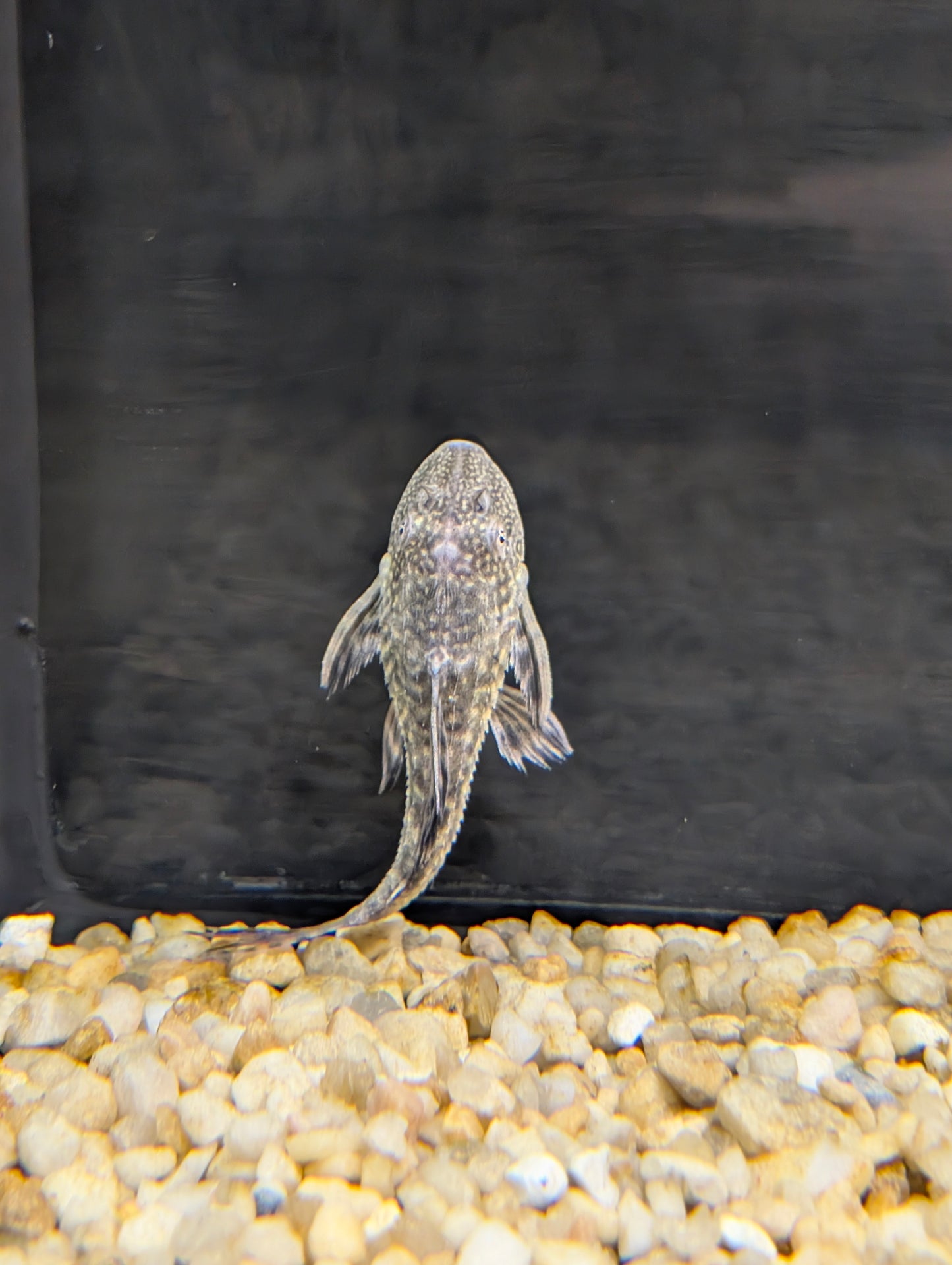 Pleco (reg)