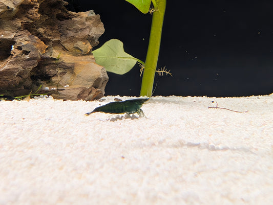 Green Jade Shrimp