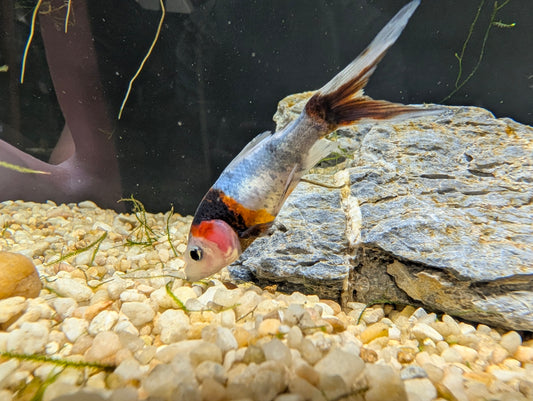 Shubunkin Goldfish