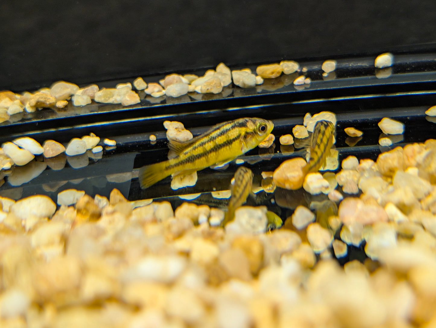 Yellow Rock Kribensis