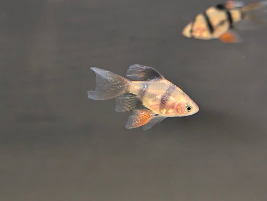 Longfin Tiger Barb