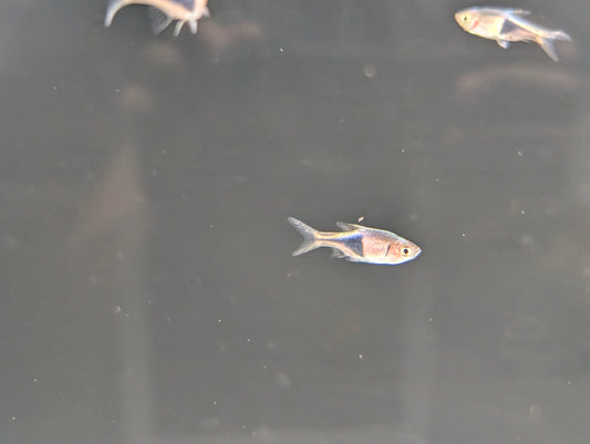 Harlequin Rasbora
