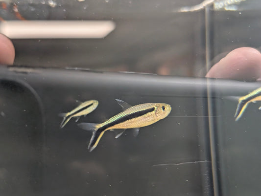 Penguin Tetra