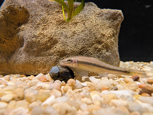 Chinese algae eater