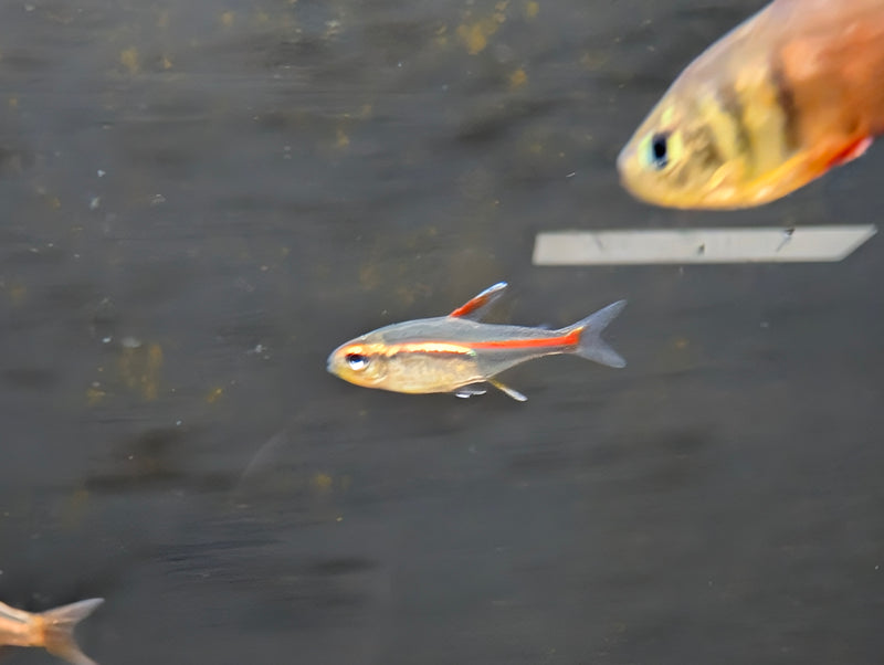 Glo Lite Tetra