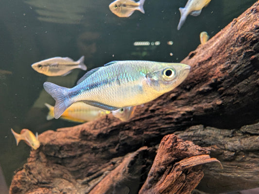 Turquoise Rainbow