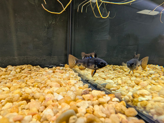 Black Ram