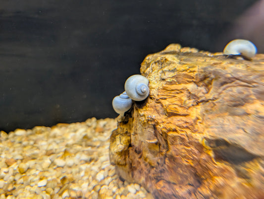 Mystery Snail
