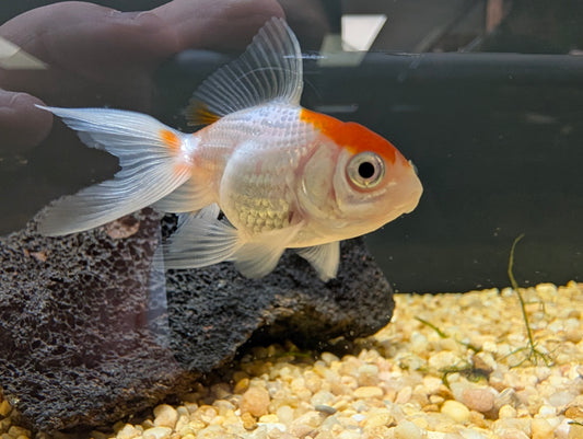 Red & White Oranda Goldfish