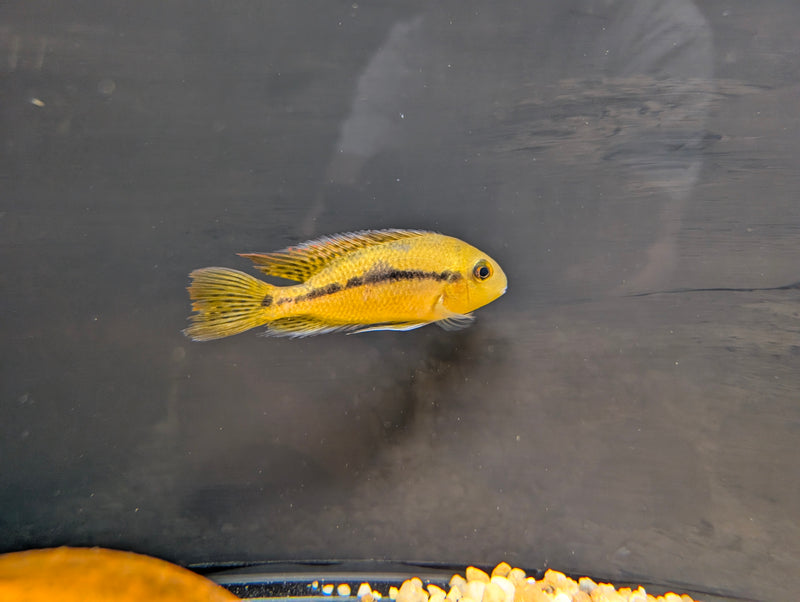 Hypsophrys Nicaraguensis