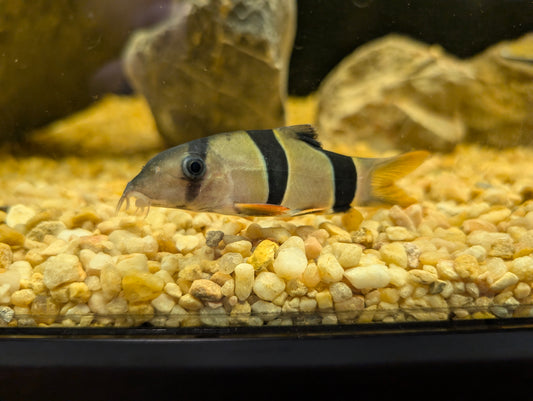 Clown Loach