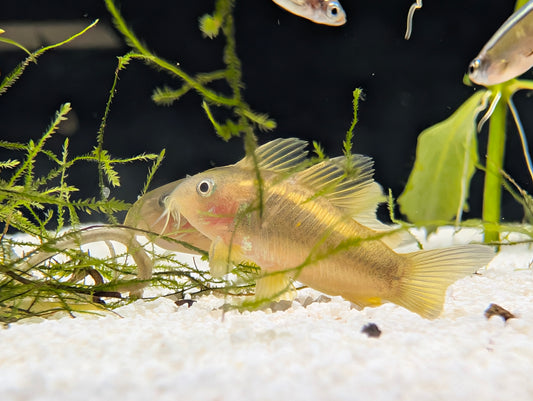 Orange Laser Cory