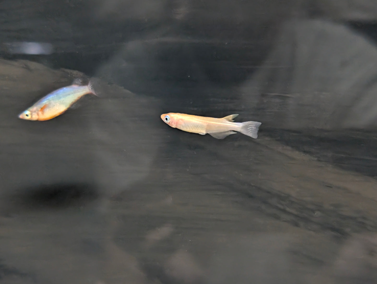 Orange Medeka Rice Fish