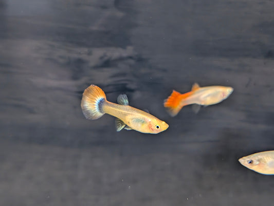 Assorted Female Guppy