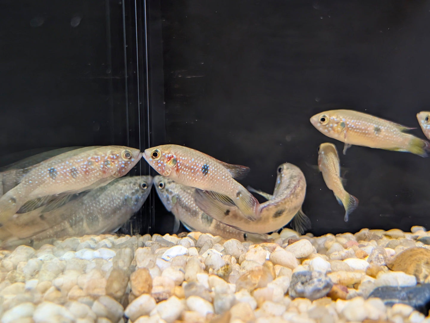 Assorted Jewel Cichlid