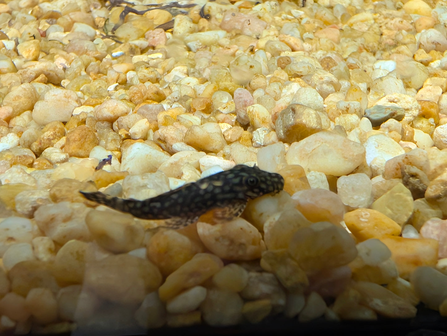 Honey comb pleco