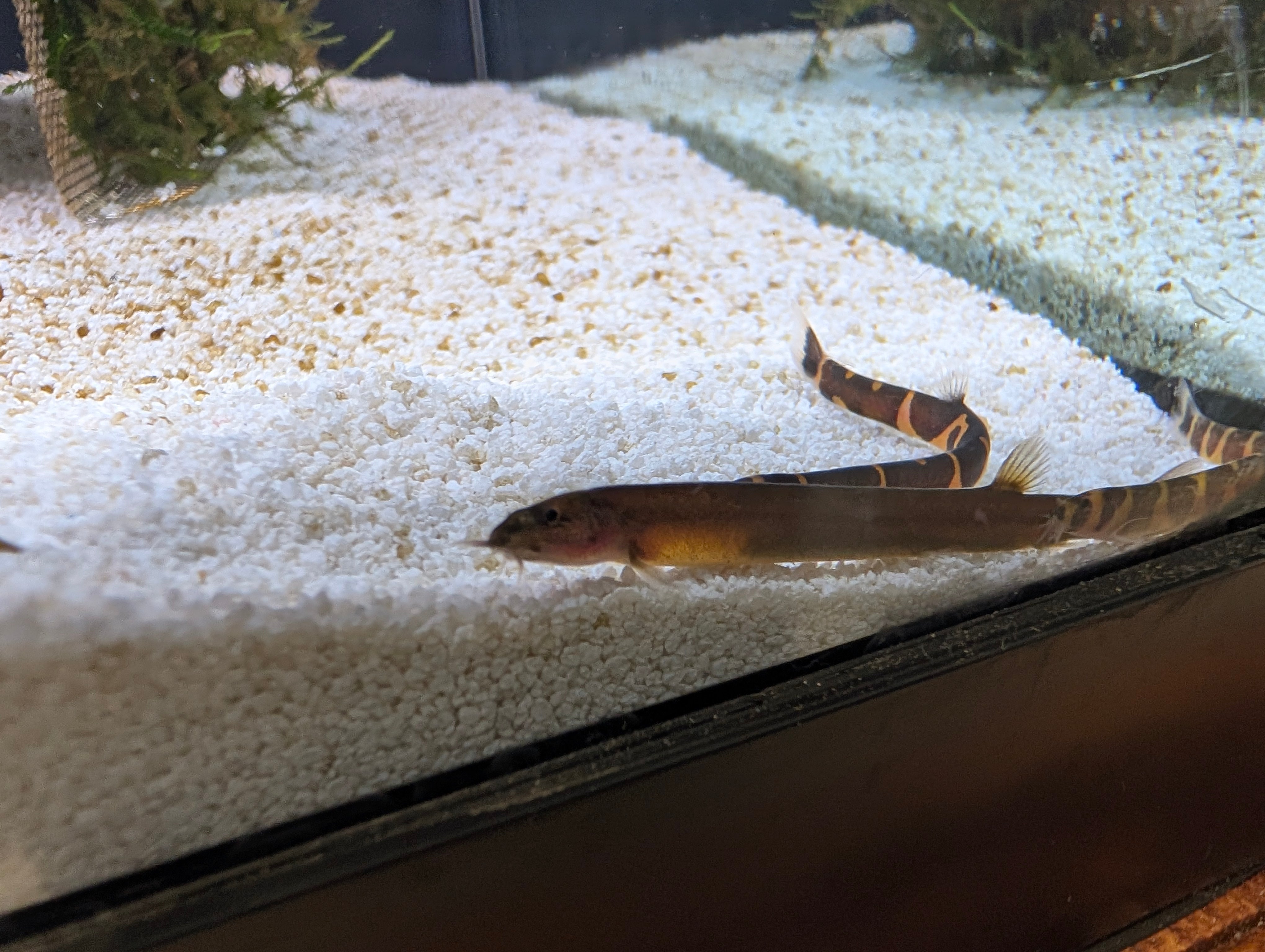 Black Java Loach Black Kuhli Loach – Underwater Tropics