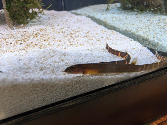 Black Kuhli Loach