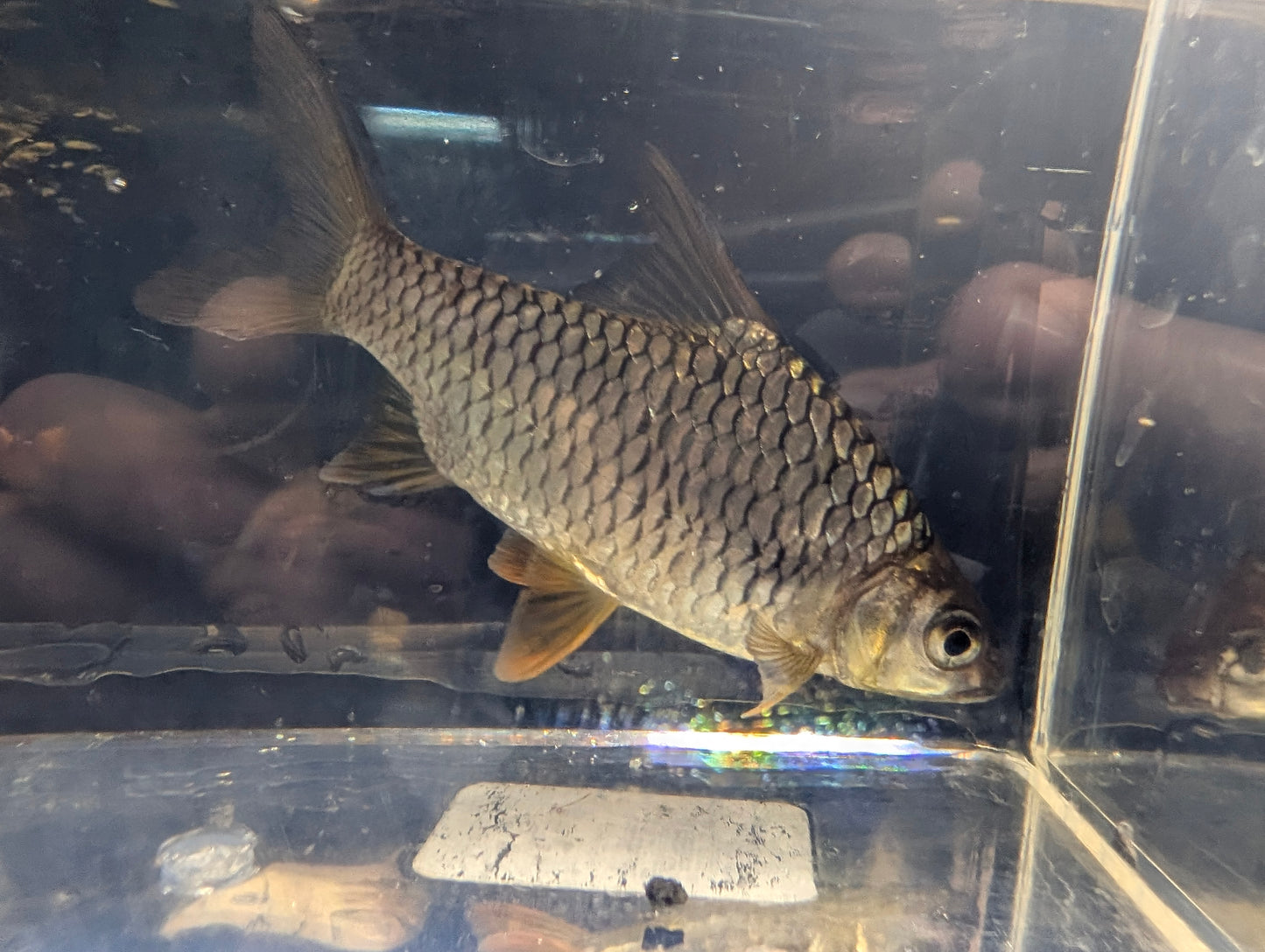 Large Barb