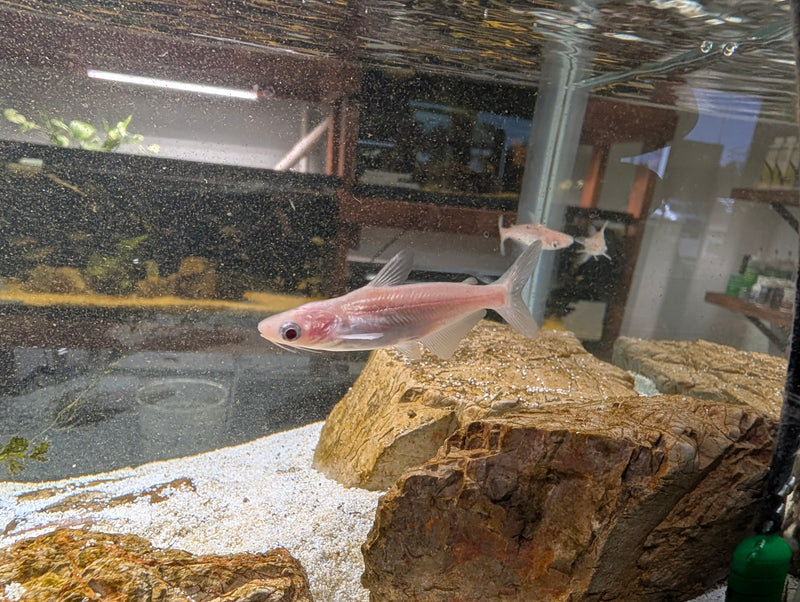 Iridescent Albino Shark