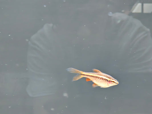 Cherry Barb Veiltail