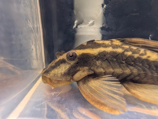 L310 Rusty Pleco