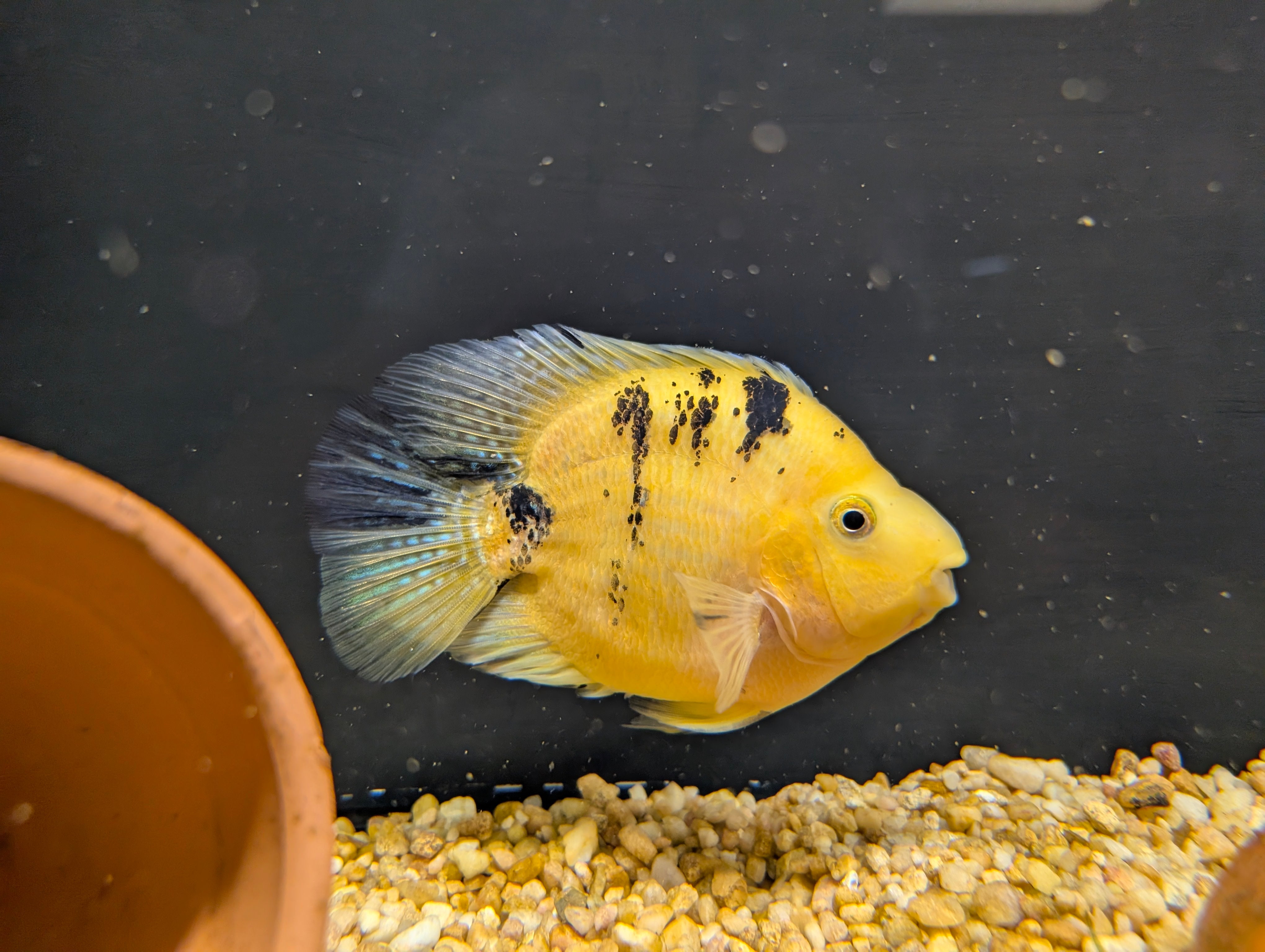 Tiger Pickers Yellow Tiger Parrot – Underwater Tropics