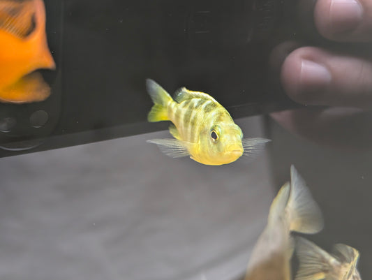 Giraffe Cichlid