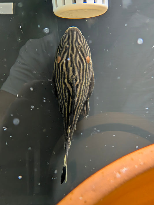 Pleco Xingu Royal L027