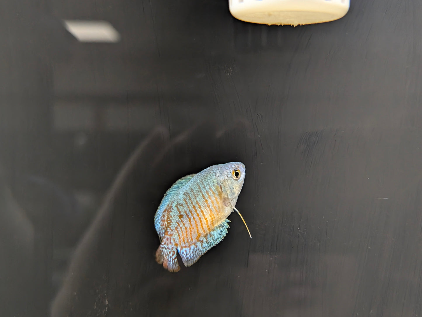 Turquoise Gourami