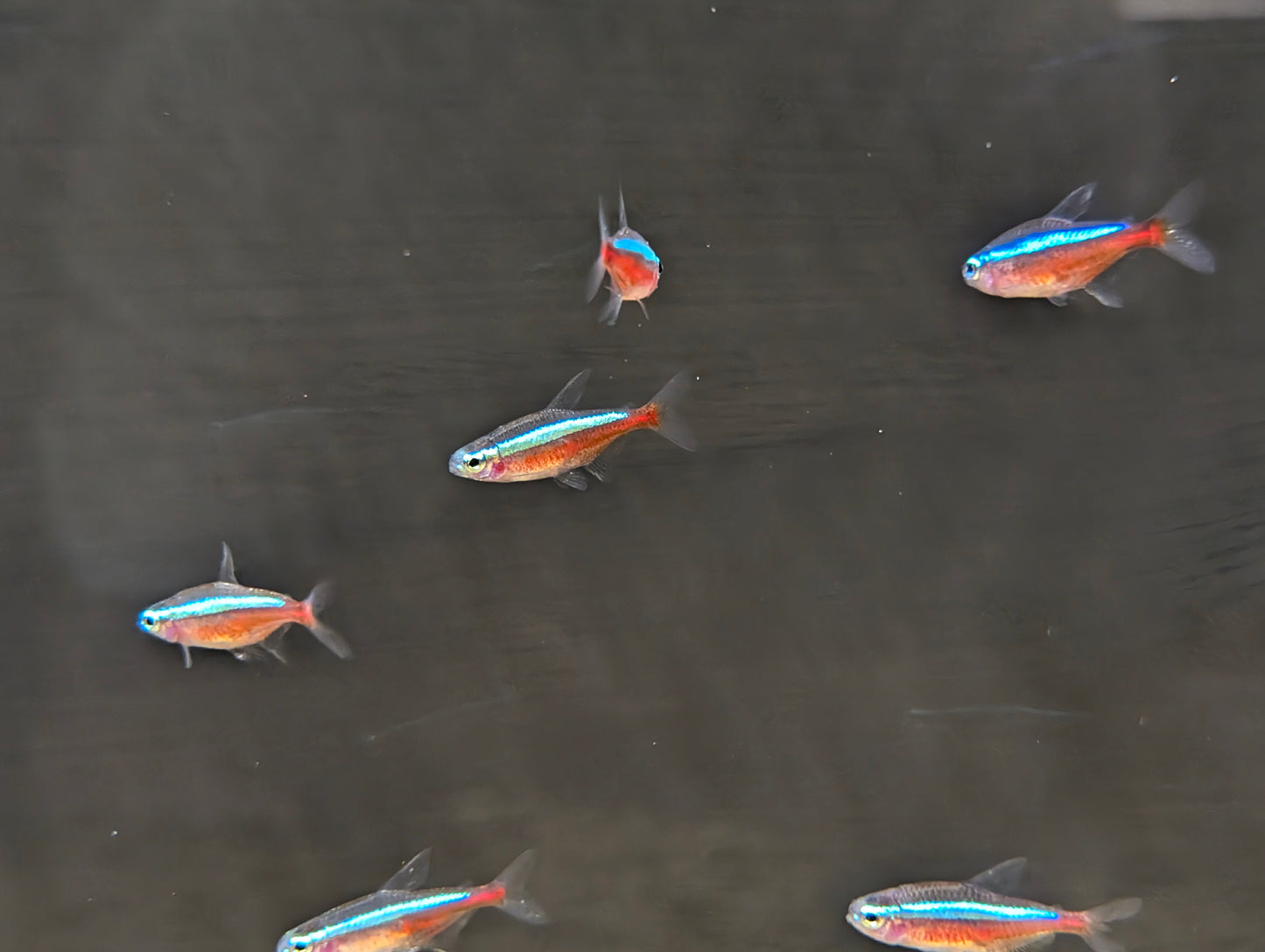 Cardinals Tetra