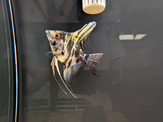 Angelfish